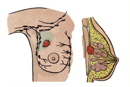Anatomía de la mama, ilustración de las estructuras del seno